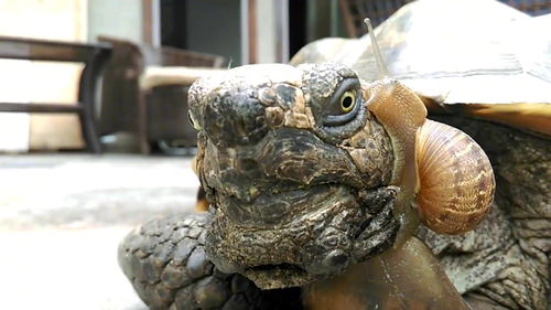 最强蜗牛乌龟怎么弄死 乌龟打法攻略