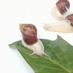最强蜗牛飞碟怎么打 打飞碟技巧