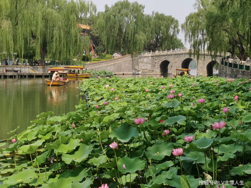 江南百景图荷花池塘怎么换