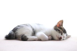公主连结空花姐姐猫怎么解