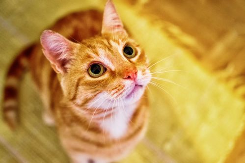 公主连结可可萝藏猫怎么解