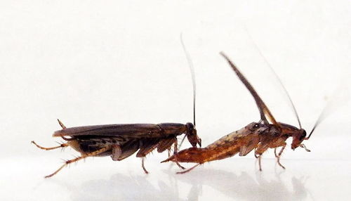 最强蜗牛蟑螂怎么打