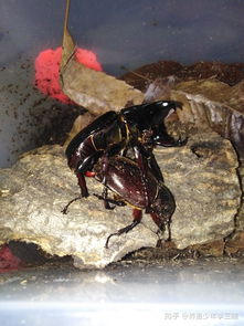 小森生活甲虫在哪 甲虫在哪抓