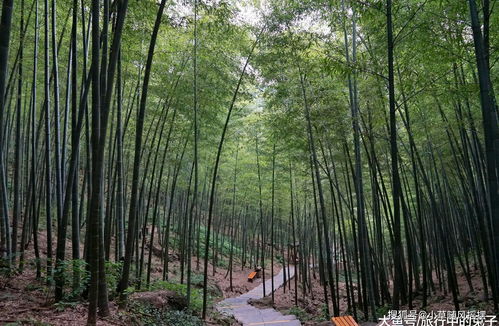 江南百景图枯树枯枝怎么清理