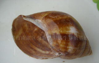 最强蜗牛蘑菇园装哪个贵重品