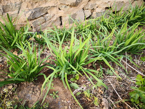 明日之后升麻茎怎么获得