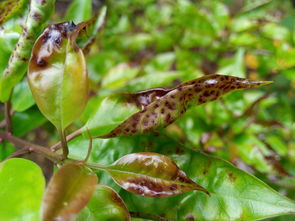 光遇净化十株黑暗植物在哪里