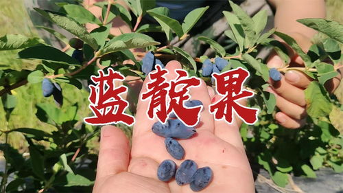 欺诈之地浆果 欺诈之地沼泽浆果有什么作用