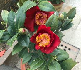 光遇怎么烧花 花烧不掉怎么办