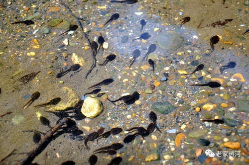 最强蜗牛气球转黑蝌蚪比例是多少 气球过期换几个黑蝌蚪