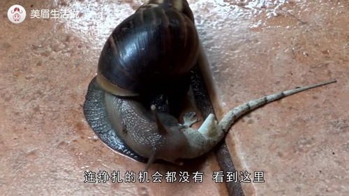 最强蜗牛音乐橙贵是什么