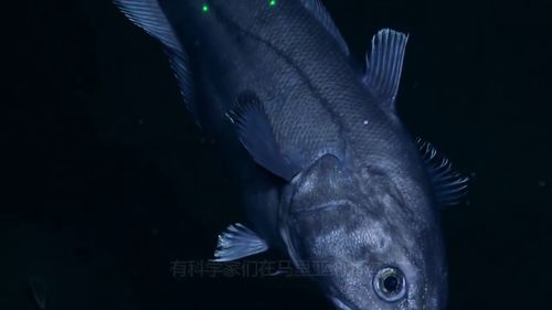 小森生活鱼类在哪里 鱼类分布位置汇总
