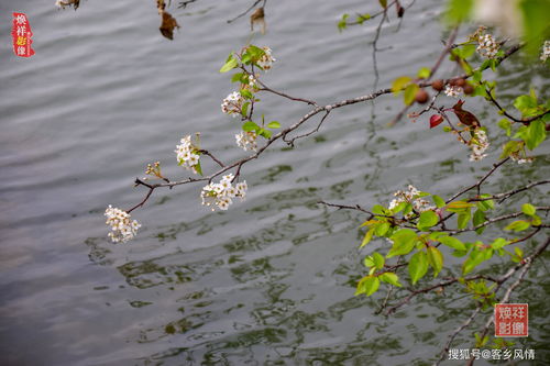 江南百景图棉花田数量 棉花田需要几个