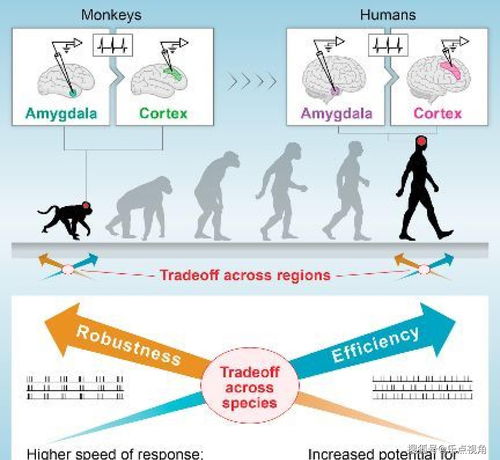 最强蜗牛尼安德特人怎么的 尼安德特人小伙伴怎么招募