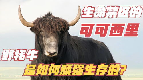 小森生活牦牛在哪 牦牛位置介绍