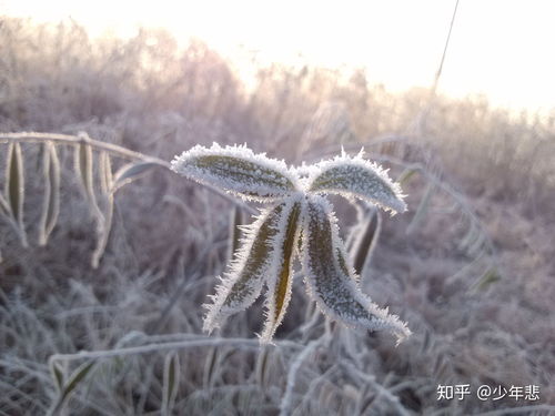 大千世界雪莲花在哪 雪莲花怎么得