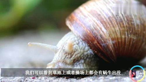 最强蜗牛器官满级多少级 器官最高等级上限是多少