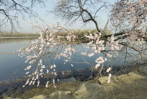 烟雨江湖忘忧村西断崖怎么去