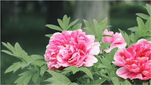 江南百景图牡丹花和杜鹃花怎么区分 牡丹花和杜鹃花区别