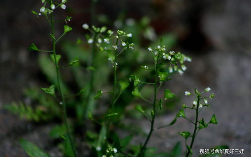 江南百景图立秋时节怎么玩 立秋时节上线奖励获取攻略