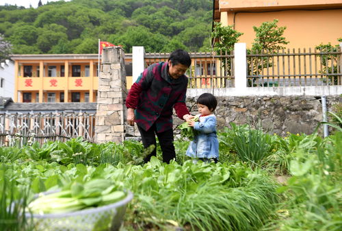 江南百景图草药田有什么用 草药田在哪里