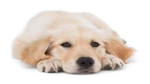 悠长假期宠物吃什么 宠物喂食食物介绍