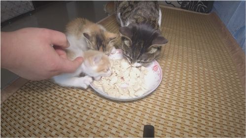 悠长假期宠物鸡吃什么 宠物鸡喂食攻略