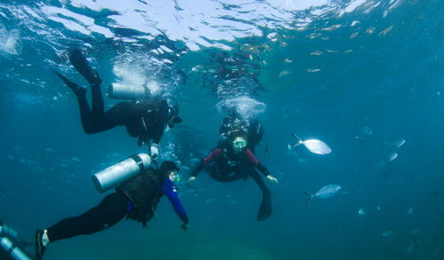 悠长假期怎么潜水 潜水怎么玩