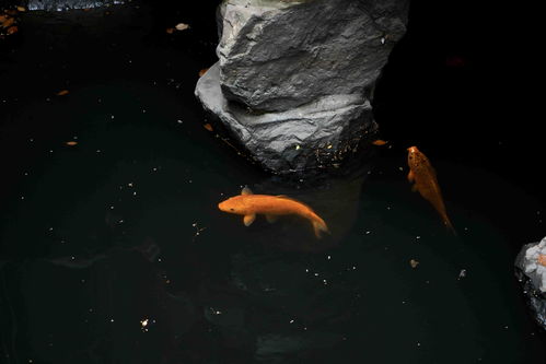 江南百景图龙影子什么时候出现 龙影子有什么用