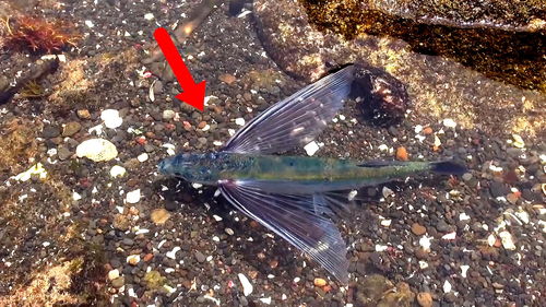 光遇飞行躲龙技巧 飞行躲皮皮虾攻略