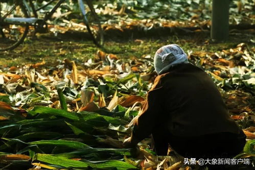 悠长假期种什么好 种植性价比攻略