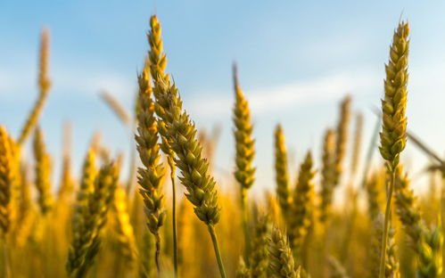 悠长假期青草怎么获得 青草怎么种