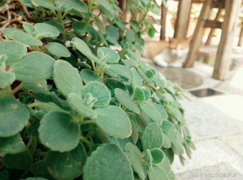 悠长假期花苗怎么获得 花苗怎么买