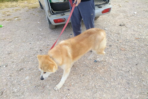 明日之后梦中有鲤秋田犬怎么获得 秋田犬相关信息