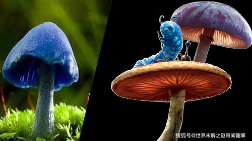 最强蜗牛吃什么蘑菇比较好 蘑菇怎么合成