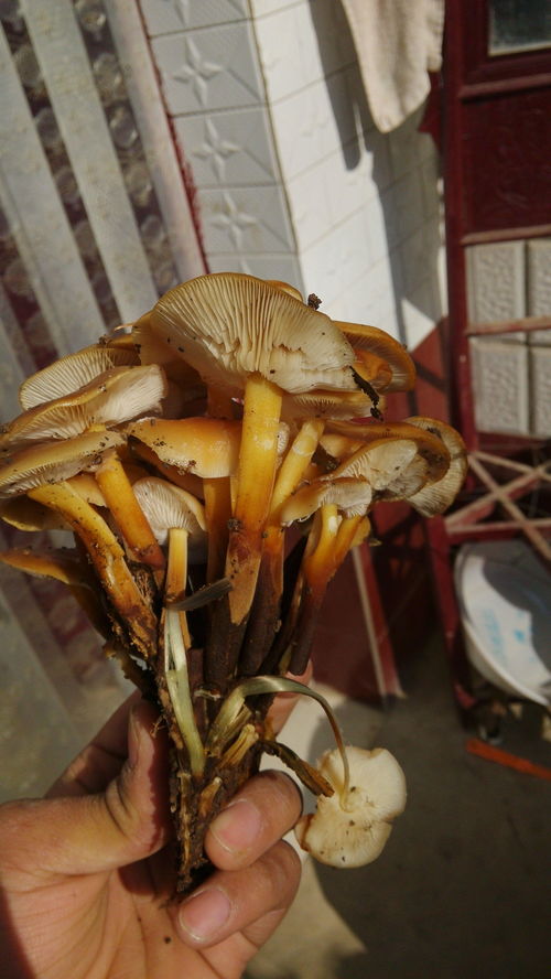 最强蜗牛蘑菇怎么吃 吃蘑菇技巧