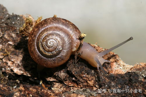 最强蜗牛逃脱的实验体 最强蜗牛逃脱的实验体在哪
