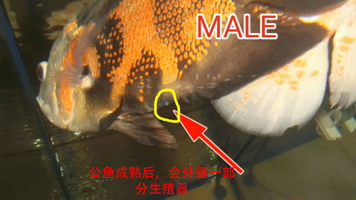 最强蜗牛红龙蛋怎么用 红龙蛋怎么获得