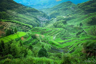 江南百景图桐油种植园建哪里