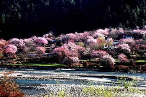 江南百景图桃花村隐藏人物在哪
