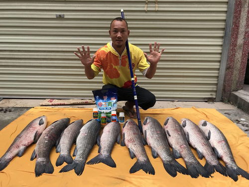 悠长假期鲢鱼怎么获得 鲢鱼获得方法