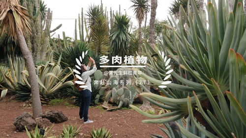 妄想山海植物有哪些 植物图鉴大全