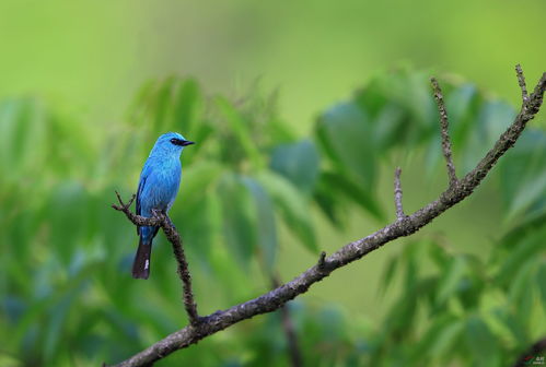 星光创造营蓝色小鸟怎么得 蓝色小鸟获取流程