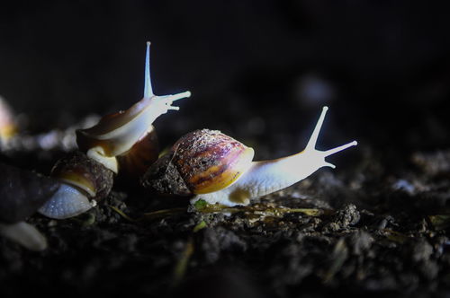 最强蜗牛白玉贯耳扁瓶怎么打