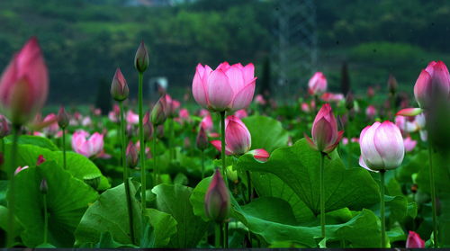 江南百景图荷花池塘值得换吗 荷花池塘最佳兑换方式