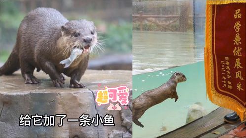 动物餐厅水獭的来信2怎么获得 动物餐厅水獭的来信2获取方法
