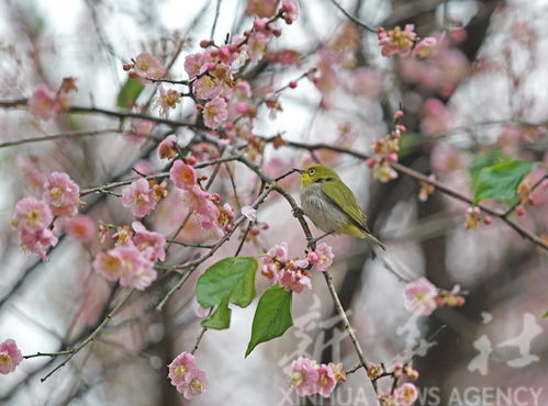 江南百景图梅花枝怎么样 梅花枝介绍
