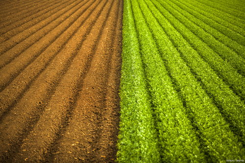 悠长假期青草怎么得 青草获取攻略