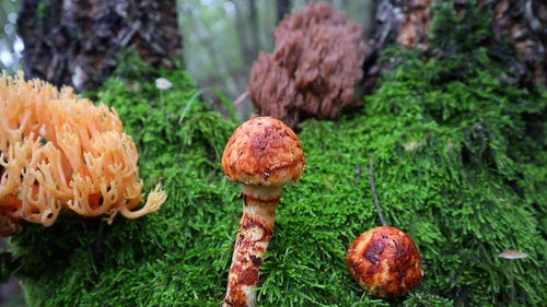 原神松茸在哪采 原神松茸刷新位置介绍