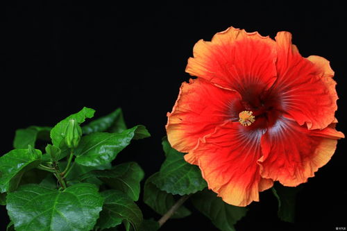 原神烈焰花花蕊怎么采集 烈焰花花蕊位置